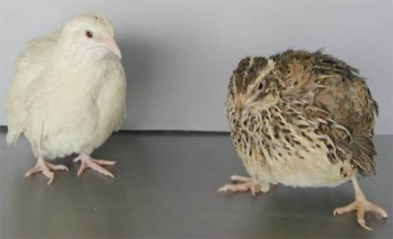 Comparison of colors of feathers from Japanese quail. On the left, the