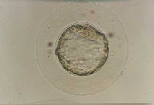 cgc100-1.jpg (8997 �Ӧ줸��)