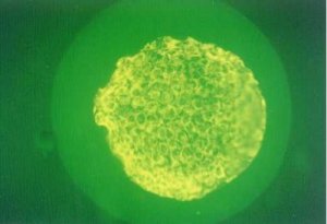 cgc100-2.jpg (10328 �Ӧ줸��)