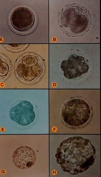 cgcp102.jpg (39670 �Ӧ줸��)