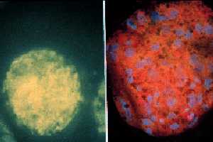 cgcp107.jpg (7452 �Ӧ줸��)