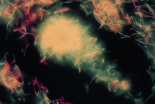 cgcp40.jpg (24182 �Ӧ줸��)