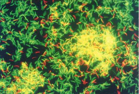 cgcp42.jpg (30038 �Ӧ줸��)