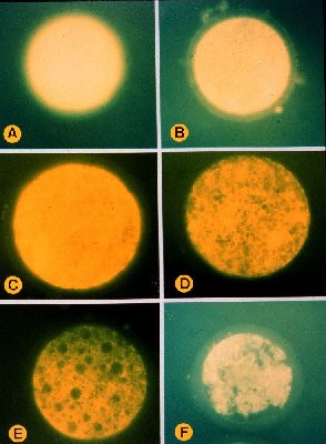 cgcp65.jpg (27194 �Ӧ줸��)