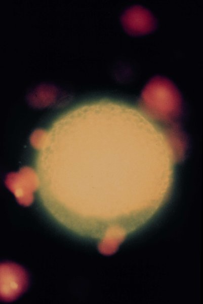 cgcp70.jpg (15333 �Ӧ줸��)